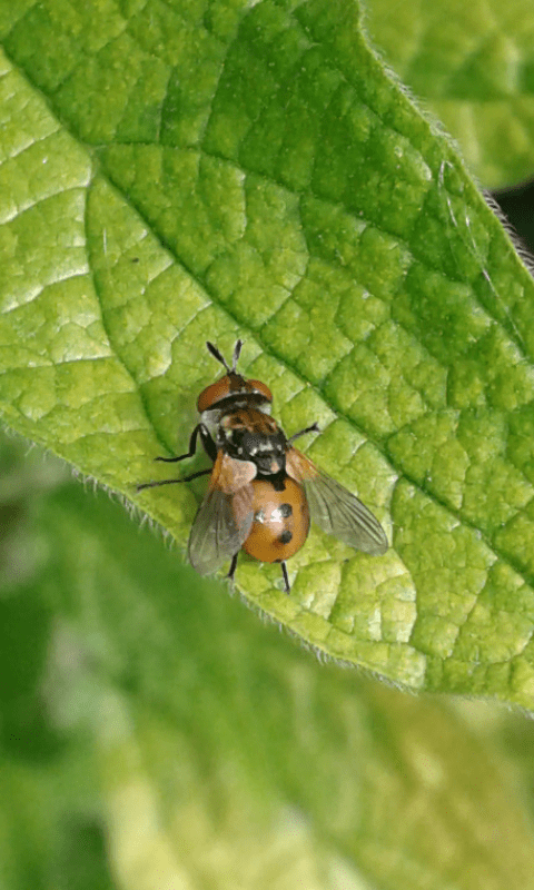 Tachinidae : Gymnosoma sp.? S